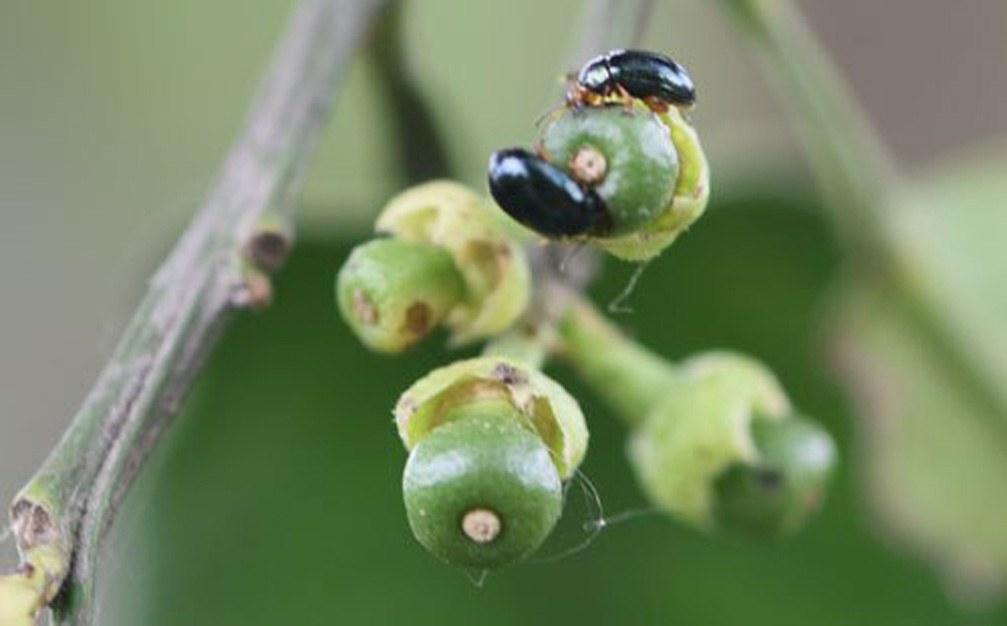 干旱严重黄叶掉落怎么治,雨后花生叶枯怎么回事