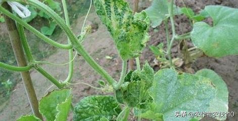 大棚甜瓜种植技术视频教程,大棚种植甜瓜利润怎么样