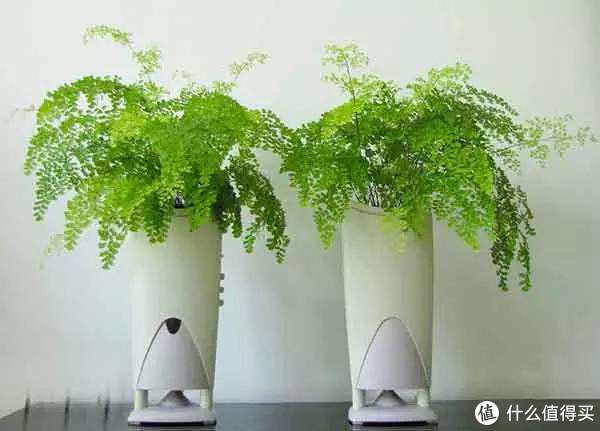 适合家里养的净化空气的植物,哪些植物对猫咪无毒又能吸附甲醛