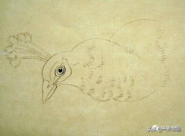 工笔国画孔雀画高清大图,工笔孔雀的画法步骤