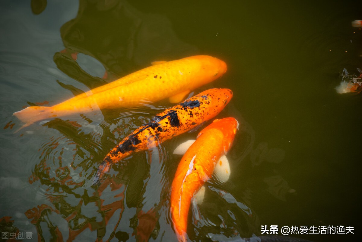 新买的锦鲤不浮上去吃食,锦鲤入缸一个月了不吃食