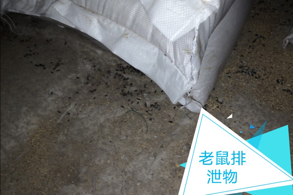 老鼠“糟蹋”饲料袋:防不胜防?哪种灭鼠防治方法更有效、科学?