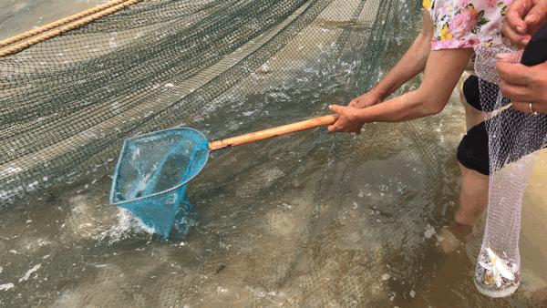 吴阳海鲜直播,吴阳金海岸出海直播