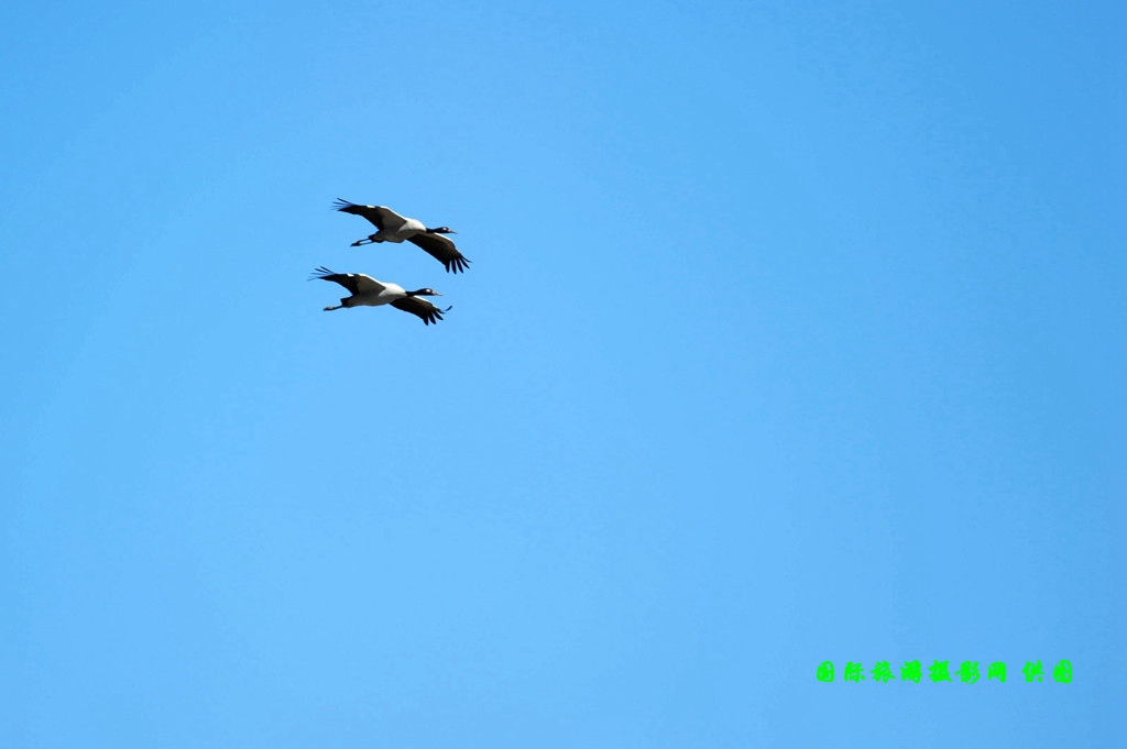 云南昭通大山包黑颈鹤攻略,云南黑颈鹤旅游