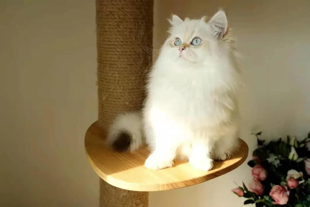 多少度猫咪会感到冷,多少度猫咪才会感到寒冷