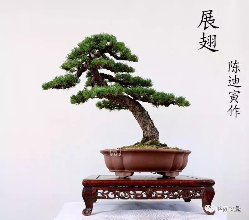 盆景欣赏苍劲有力老桩,精品盆景寒枝欣赏