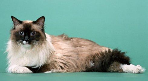 布偶猫加菲猫波斯猫,伯曼猫和暹罗猫的区别是什么图片