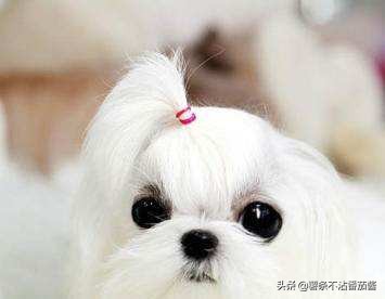 高颜值肌肉奶狗,什么样的小奶狗最可爱