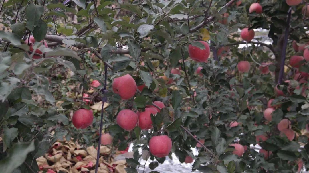 遵化优质苹果,墙裂安利最好看的剧