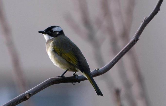 高清童年常见飞禽篇（值得珍藏）