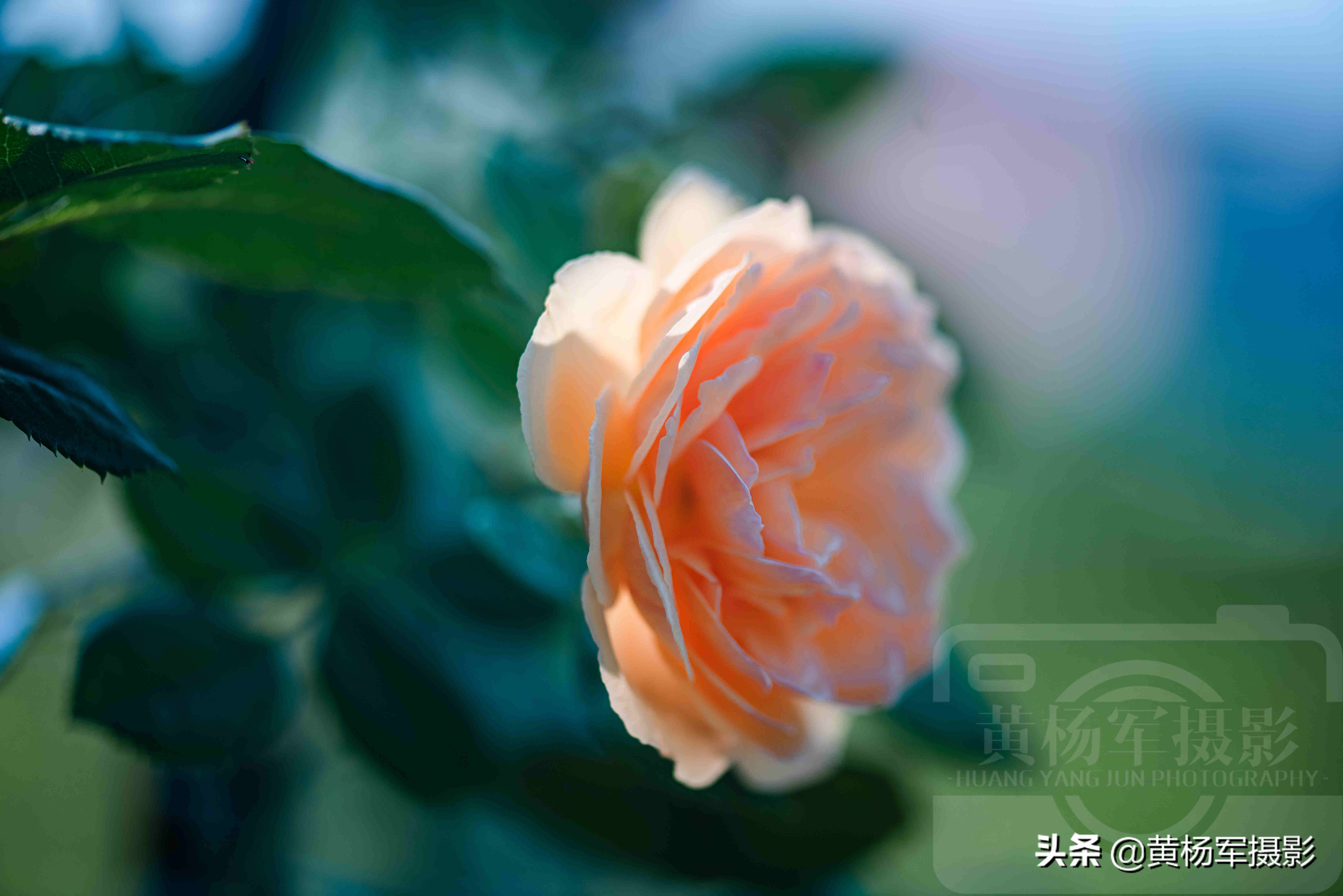 月季花娇艳夺目完整版,月季花美丽的特点