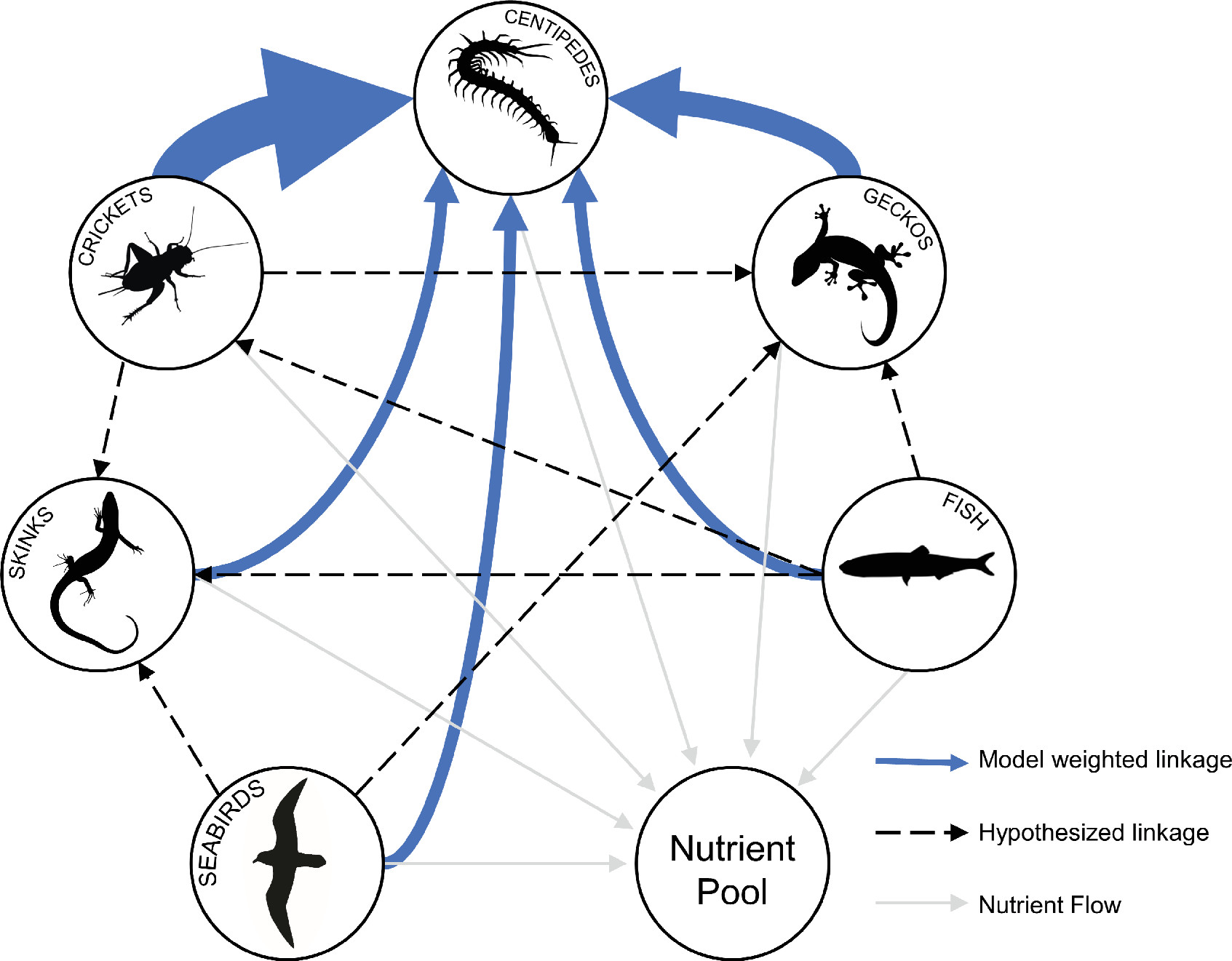 菲利普岛巨型蜈蚣吃海鸟,长达15厘米的蜈蚣和巨型蜈蚣
