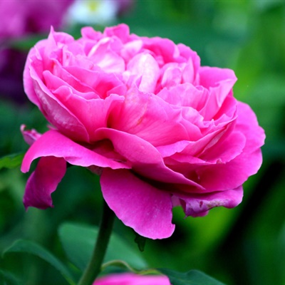 鎶掓儏鏁f枃璇楁瓕,鎶掓儏鏁f枃瑕佺礌