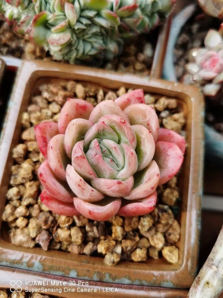 冬日如何更好地养多肉,冬天可以户外养护的多肉