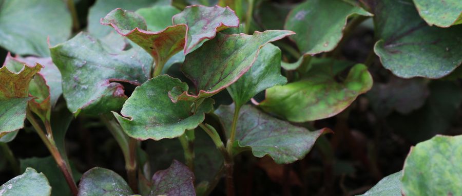 不生病平时能吃的消炎药,天然的消炎药有什么