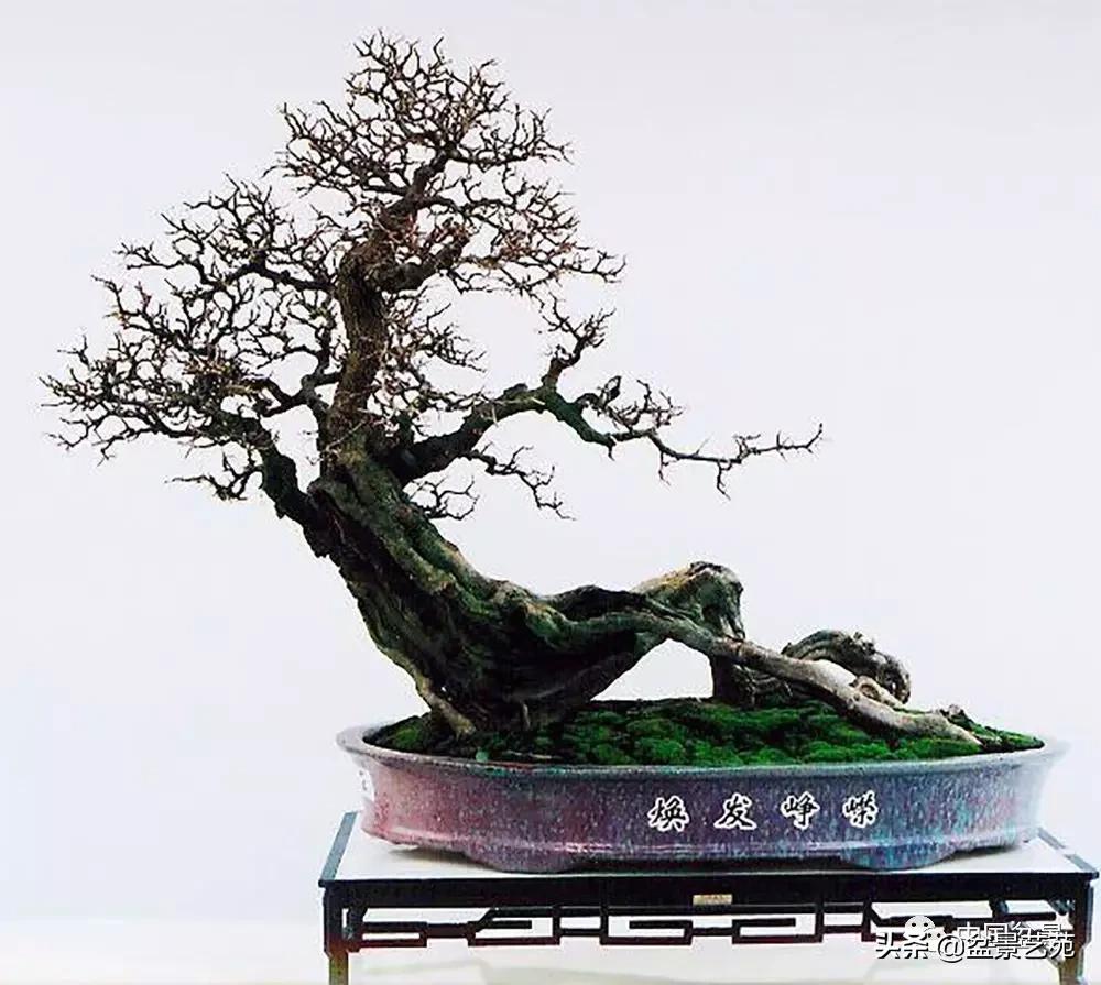 玩盆景必备栽种知识,观赏盆景的意境