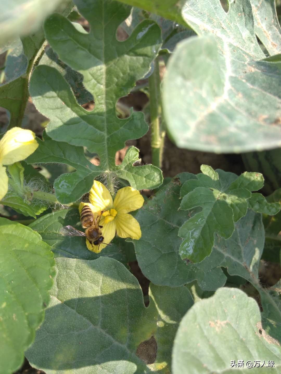 你知道蜜蜂一生要经历几个过程吗,蜜蜂的一生都在干些什么