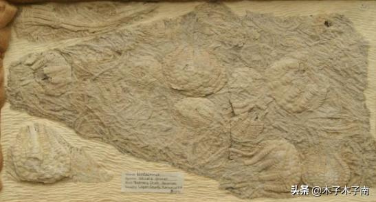 1000年前的海洋里的生物有多大呢,史前生物海百合