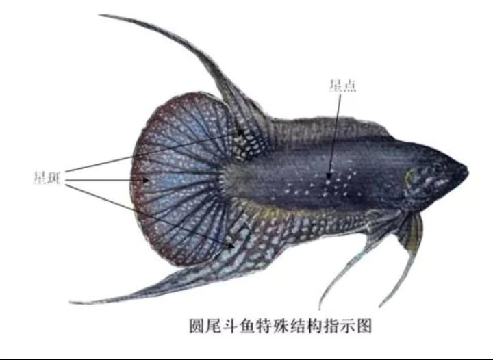 圆尾斗鱼能和泰国斗鱼杂交吗,圆尾斗鱼观赏鱼