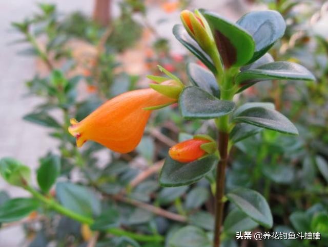 金鱼吊兰开花后像小金鱼一样漂亮,金鱼吊兰开花多的方法