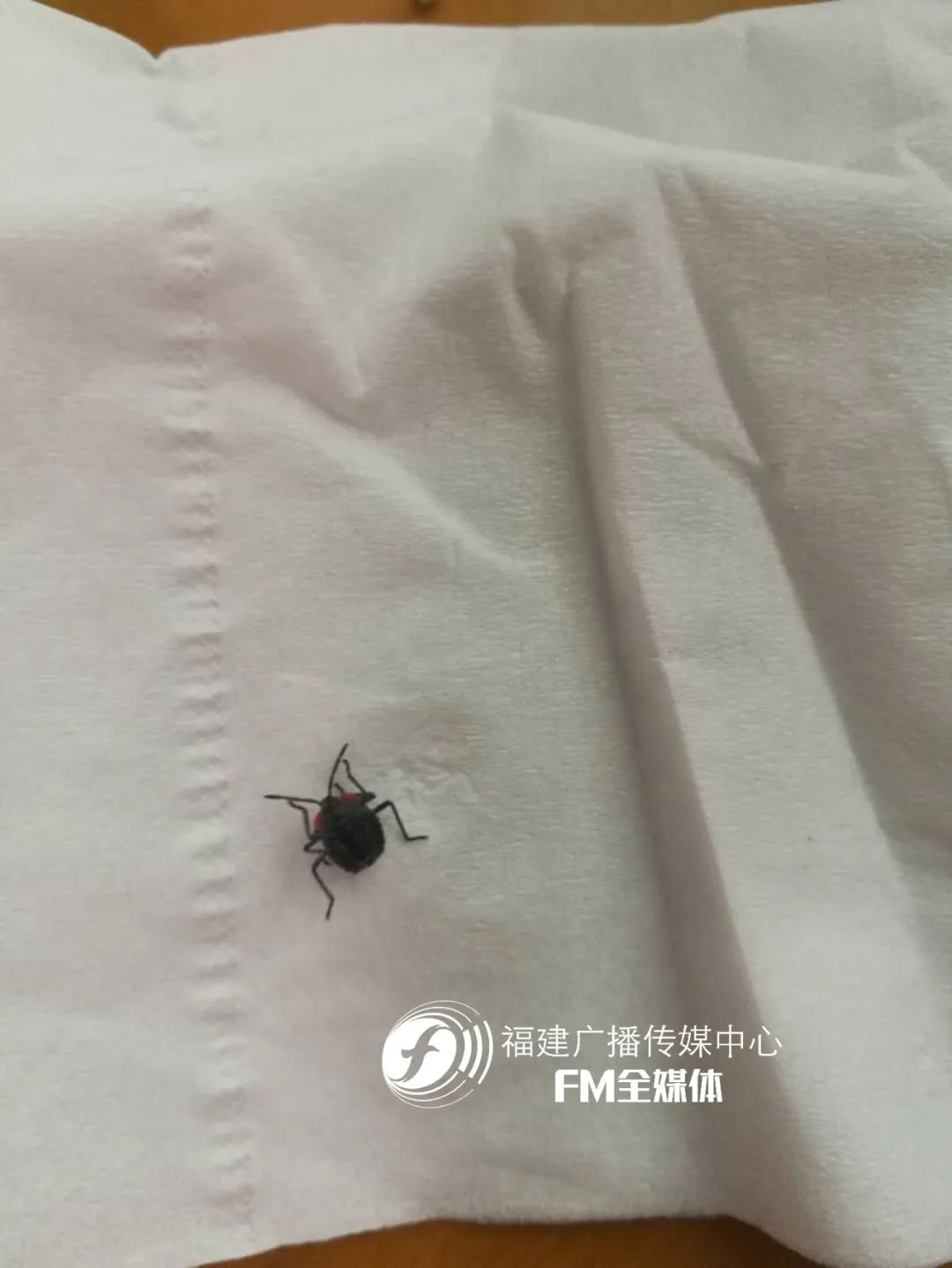 福州林先生家中突然闯入很多“不速之客”，又黑又臭，这到底是啥？