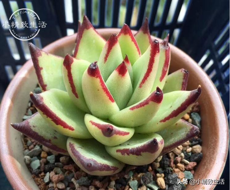 出去旅游怎么给植物浇水,外出旅游家里盆栽植物怎么管理