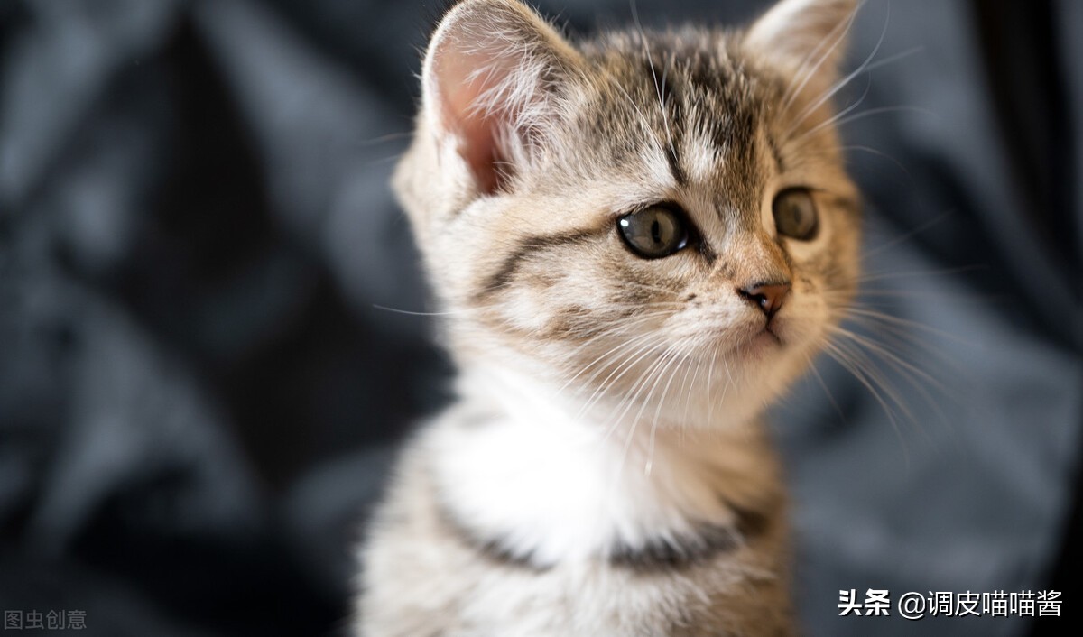 怎么让小奶猫在猫砂里尿尿,猫怎么使用猫砂