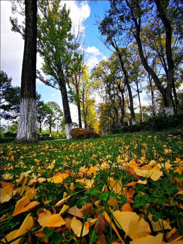 赏景听歌笑红尘,秋叶笑红尘赏析