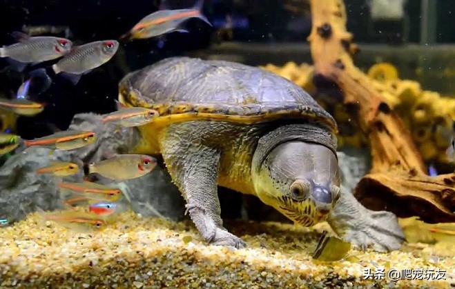 凶猛的蛋龟之王,饲养窄桥蛋龟的几点建议