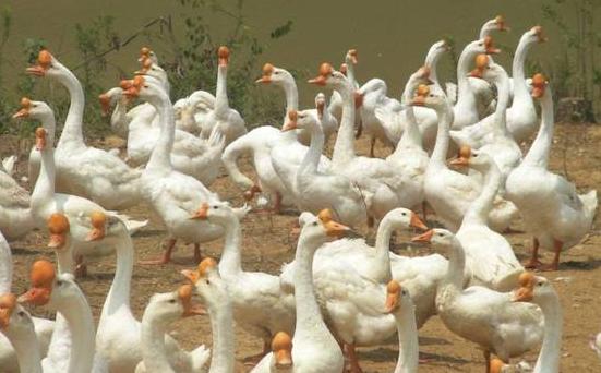 鹅感冒拉白痢用什么中草药,鹅拉青绿色粪便是什么病用什么药