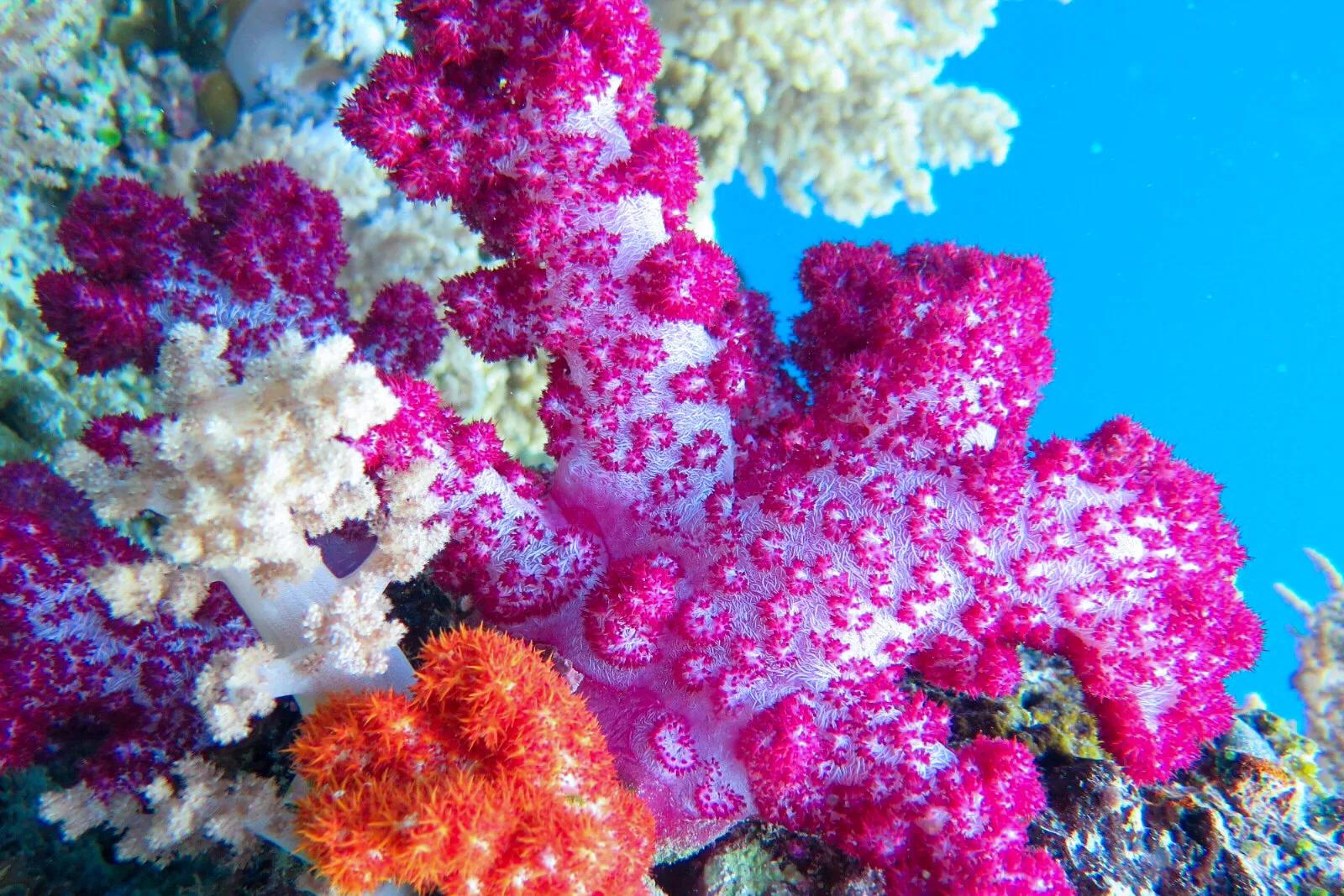 软珊瑚贵吗,软珊瑚红粉