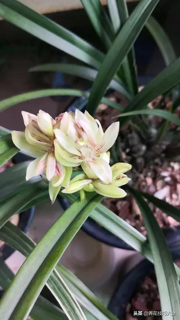 香味最好闻的十种花,一年四季都能闻到香味的四种花