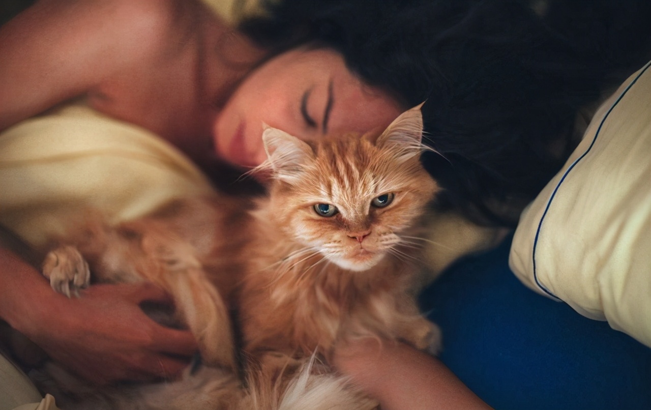 猫咪喜欢睡在你旁边说明什么,猫咪喜欢睡在主人身边什么意思