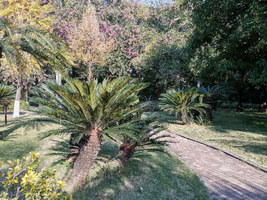 苏铁是藻类的植物吗,植物宝贝苏铁的视频