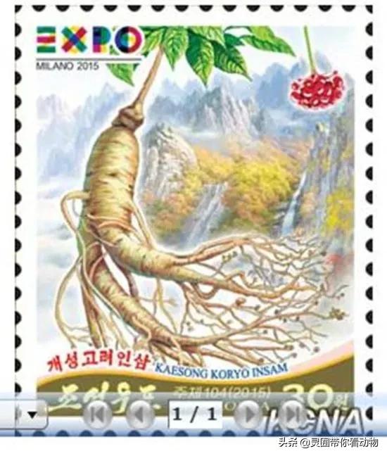 金日成爱吃的它,居然已经在国内绝迹?