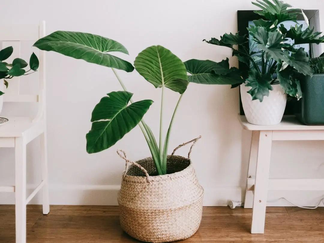 正在装修或准备装修的你怎么看,正在装修的你