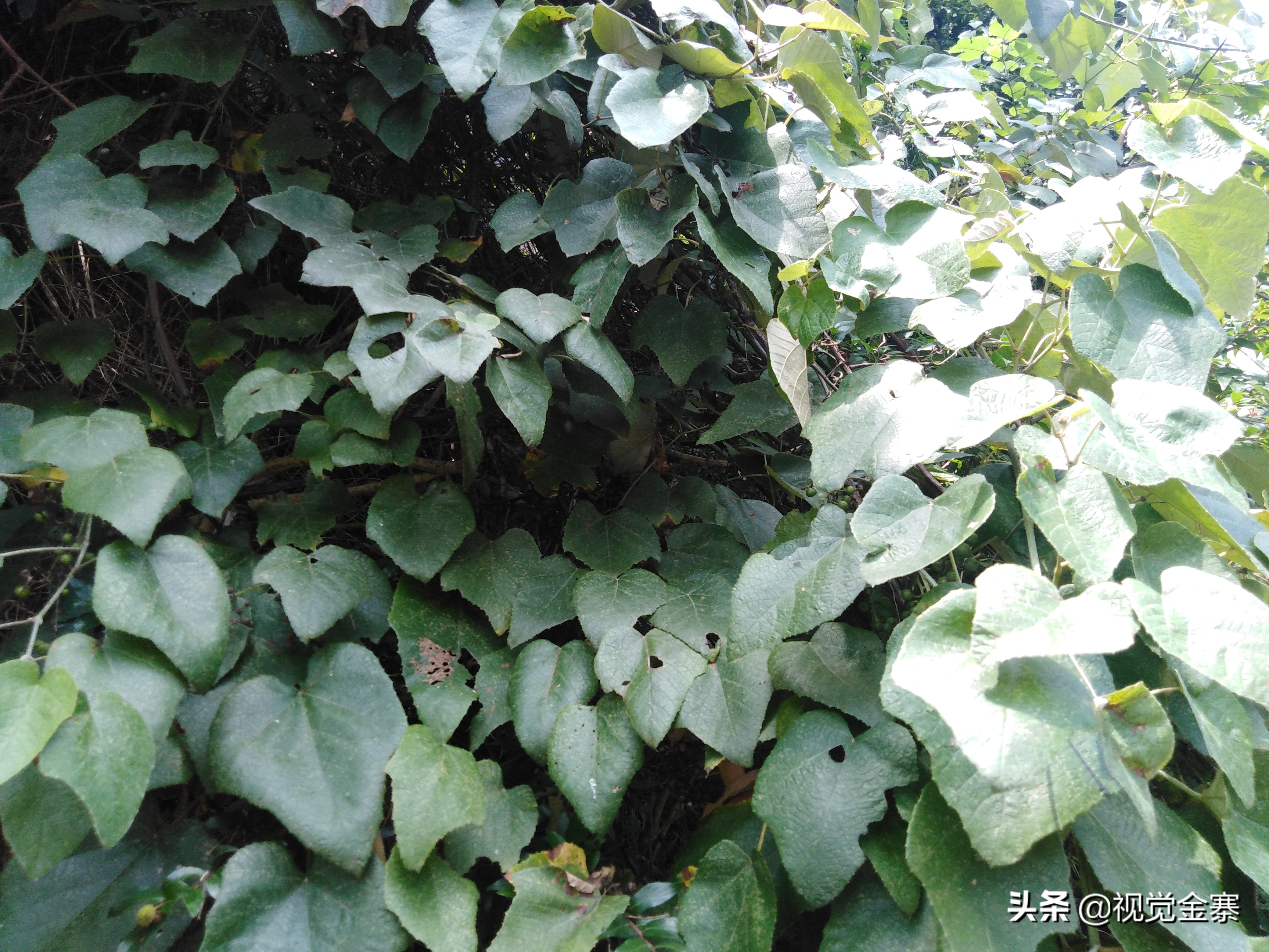 大别山稀有灵芝,大别山野生灵芝