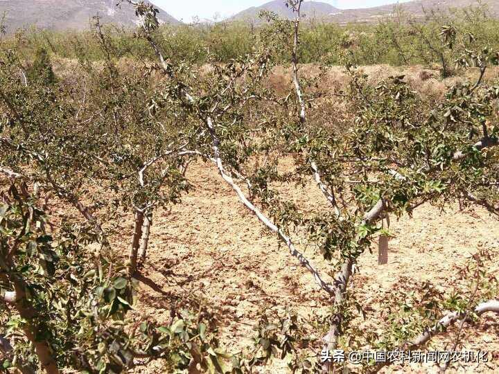 花椒大量落果怎么办,花椒树落果是怎么回事