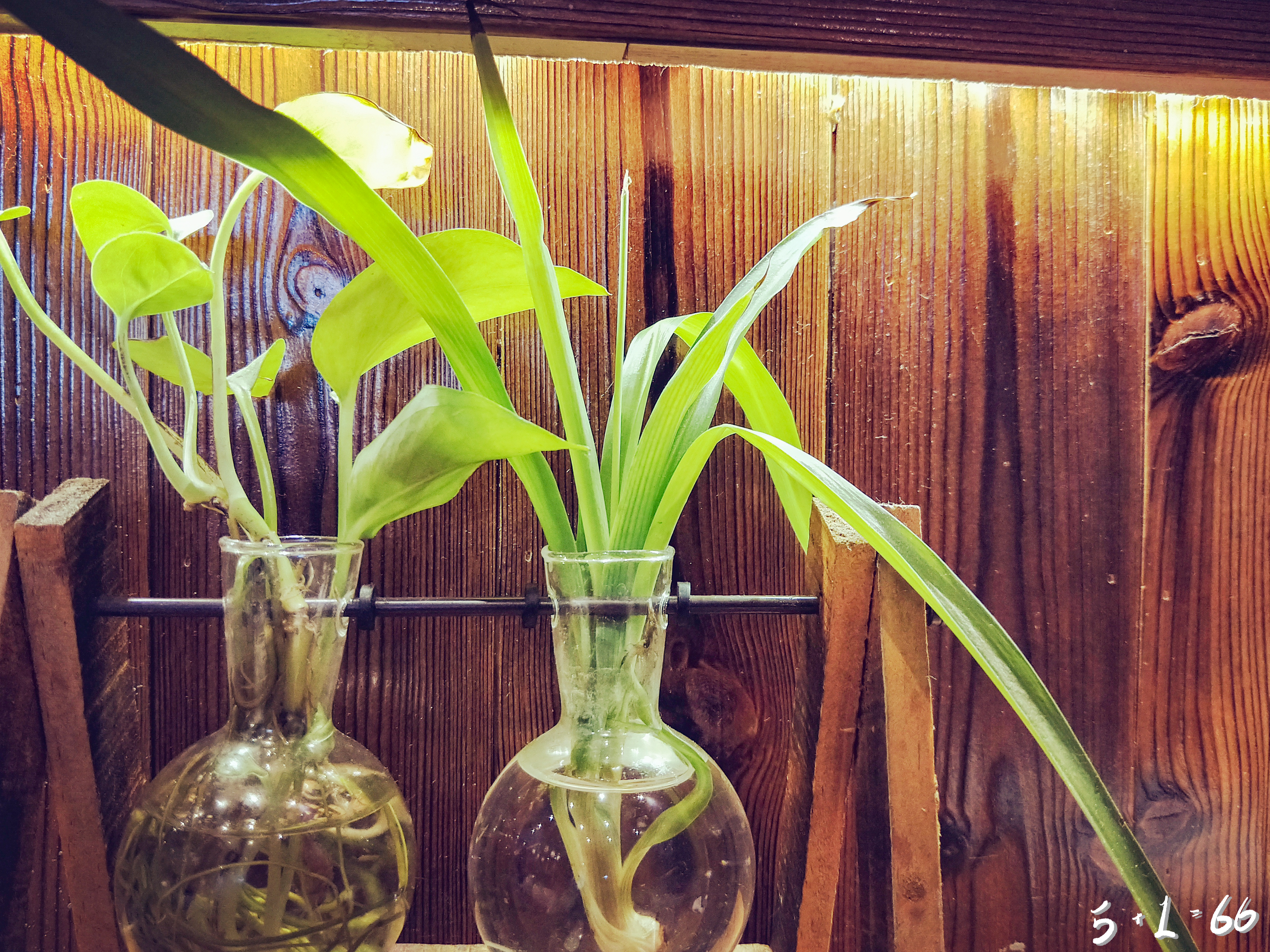 六六带你淘大牌,浅草屋亲民日料