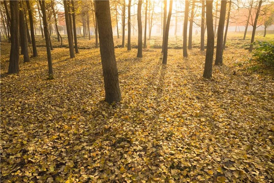 最美校园免费观看,最美校园银杏