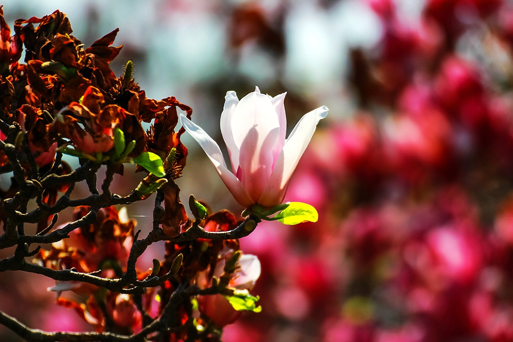 上海世博文化公园有梨花开吗,上海园林文化公园