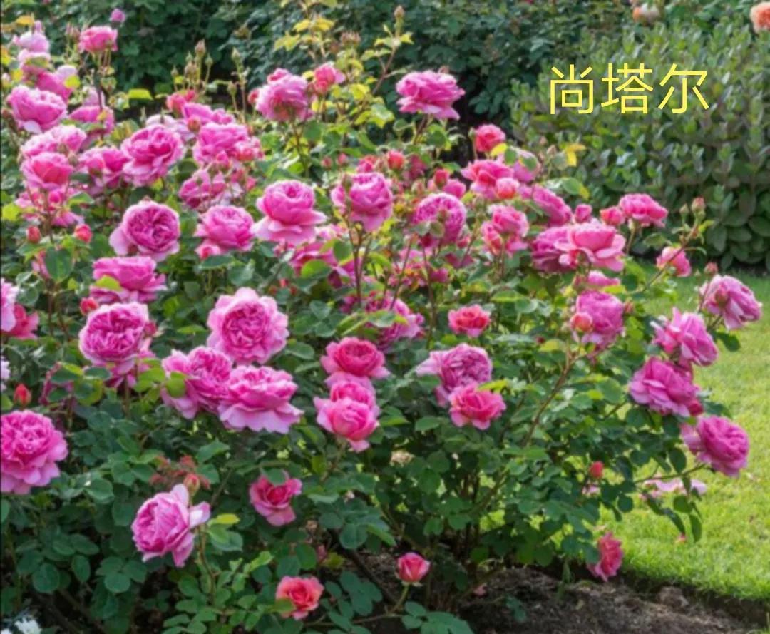 切花火焰月季的优缺点,常见切花月季一览