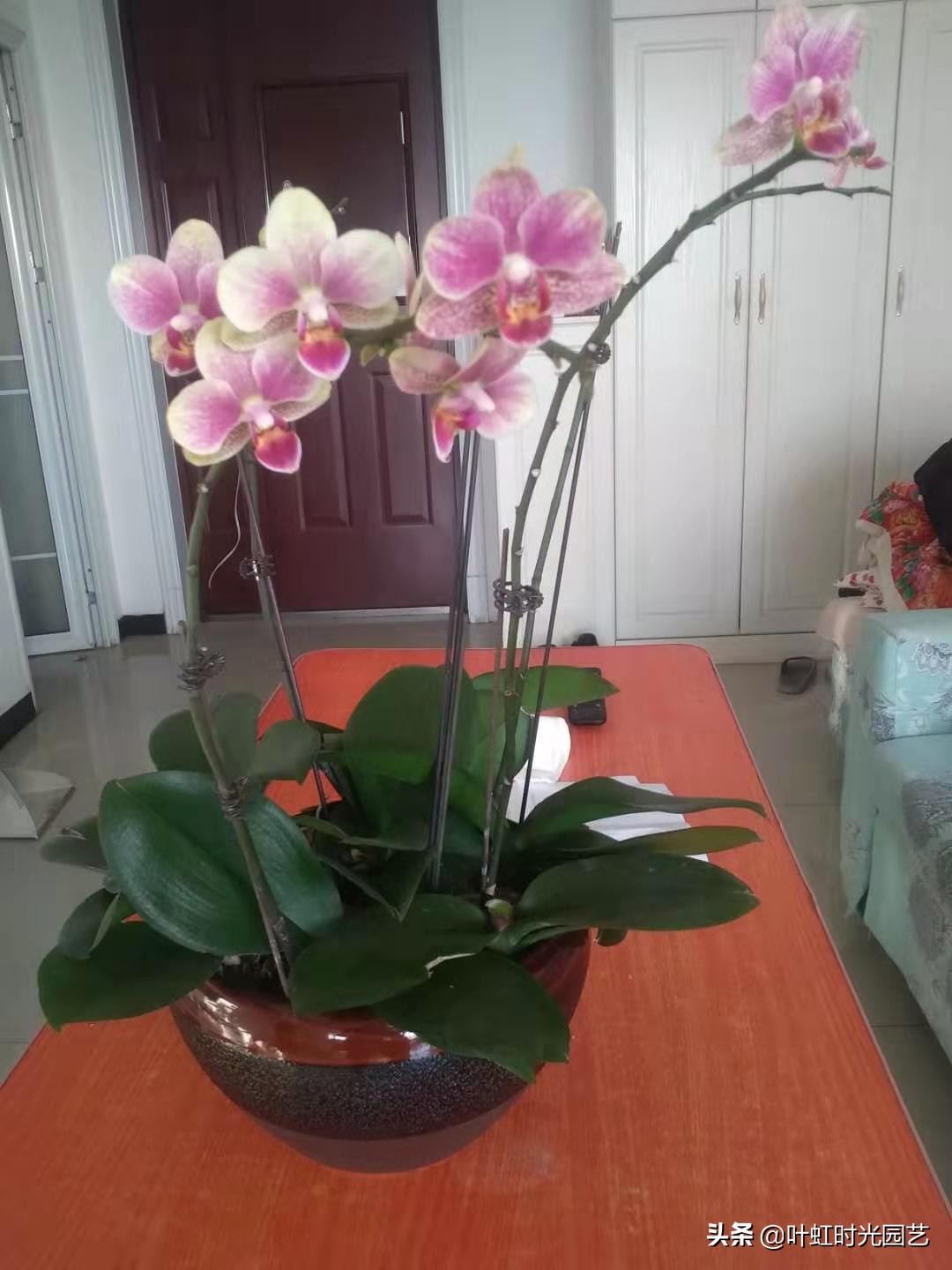 蝴蝶兰花谢后怎么办,蝴蝶兰花谢掉了用营养土行吗