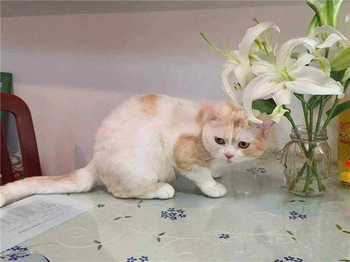 用百合花帮爱猫发情？母猫却因此出现肾衰竭，需知此为“毒花”