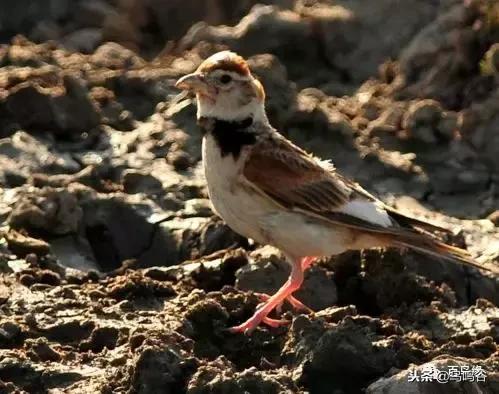 百灵鸟冬天注意什么,百灵鸟四季管理