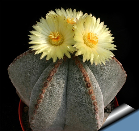 “常年丑貌君不问，一日花红万户惊”——仙人掌的产地及精品赏析