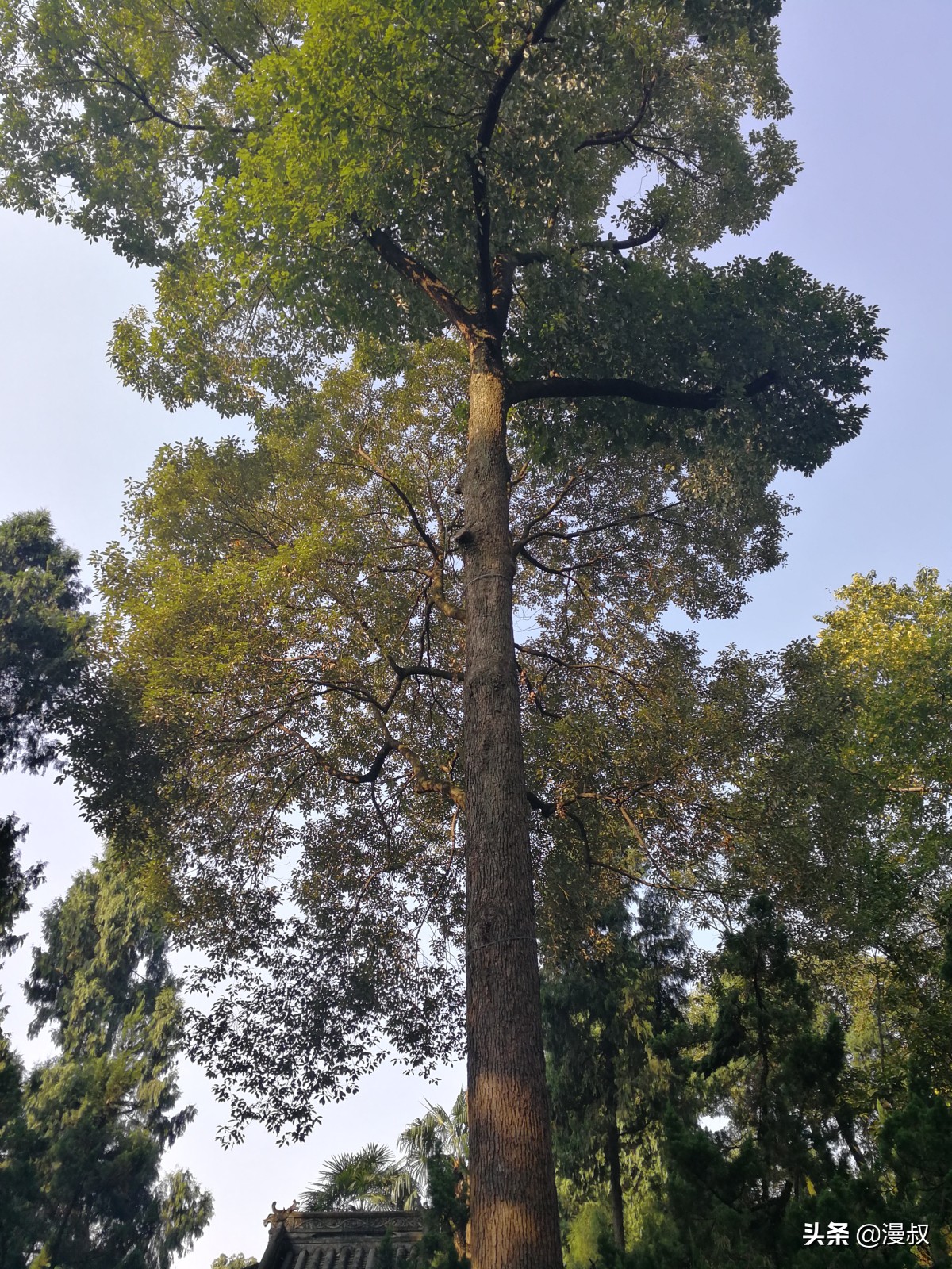 成都的武侯祠不得不去，去了之后，游客：收获颇丰