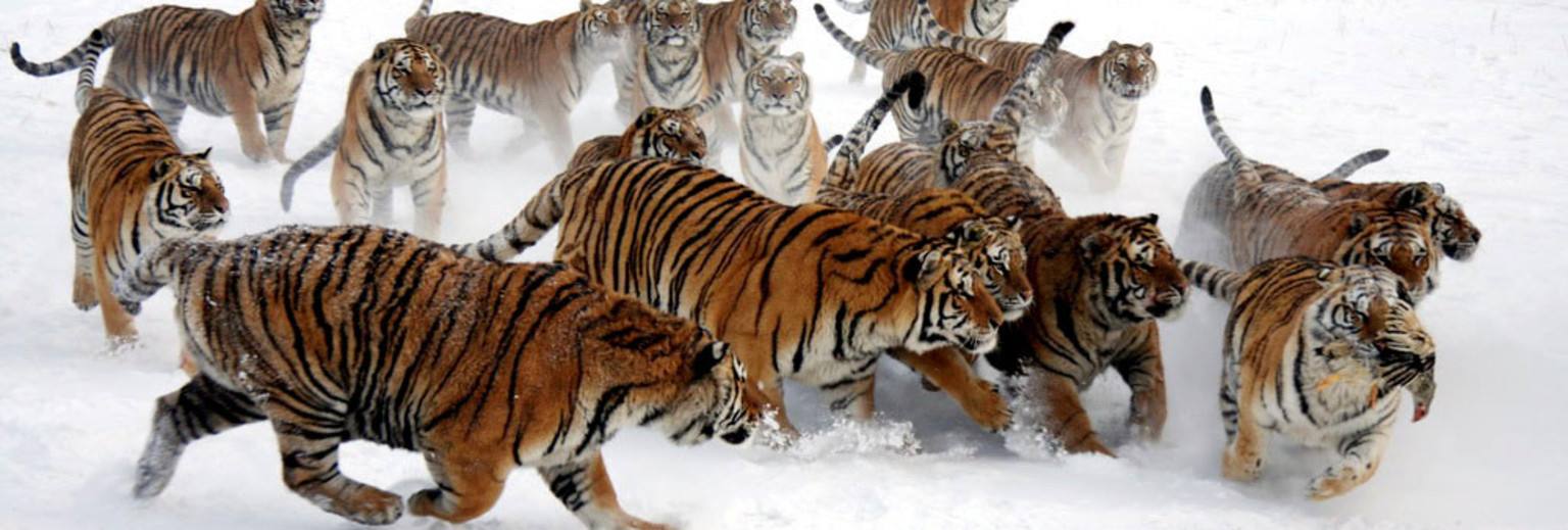 哈尔滨适合老人旅游的景点,哈尔滨十佳景区