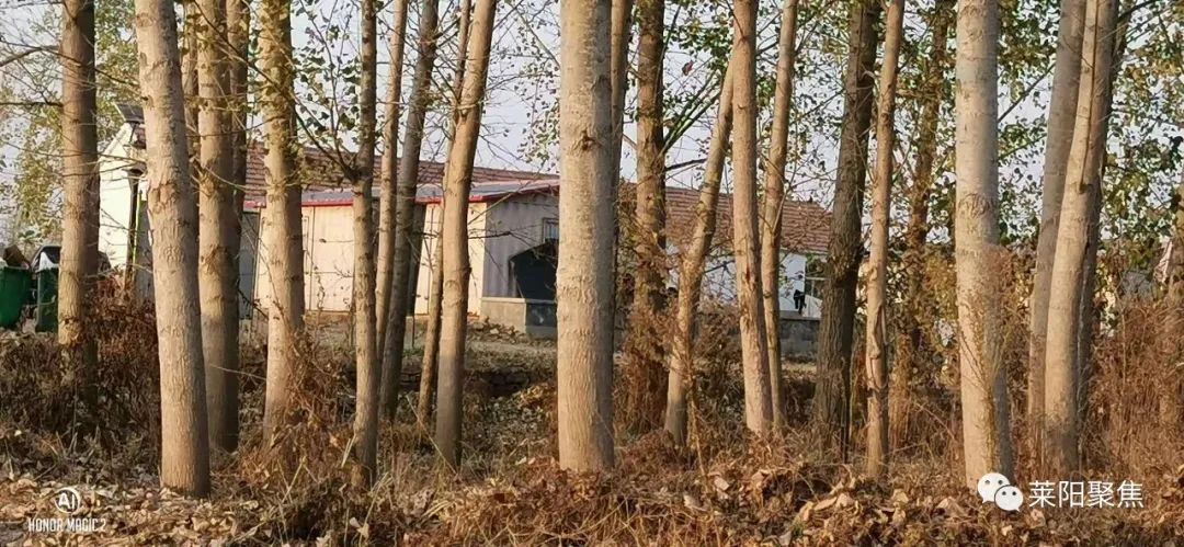 莱阳市胡城,莱阳胡城沙参