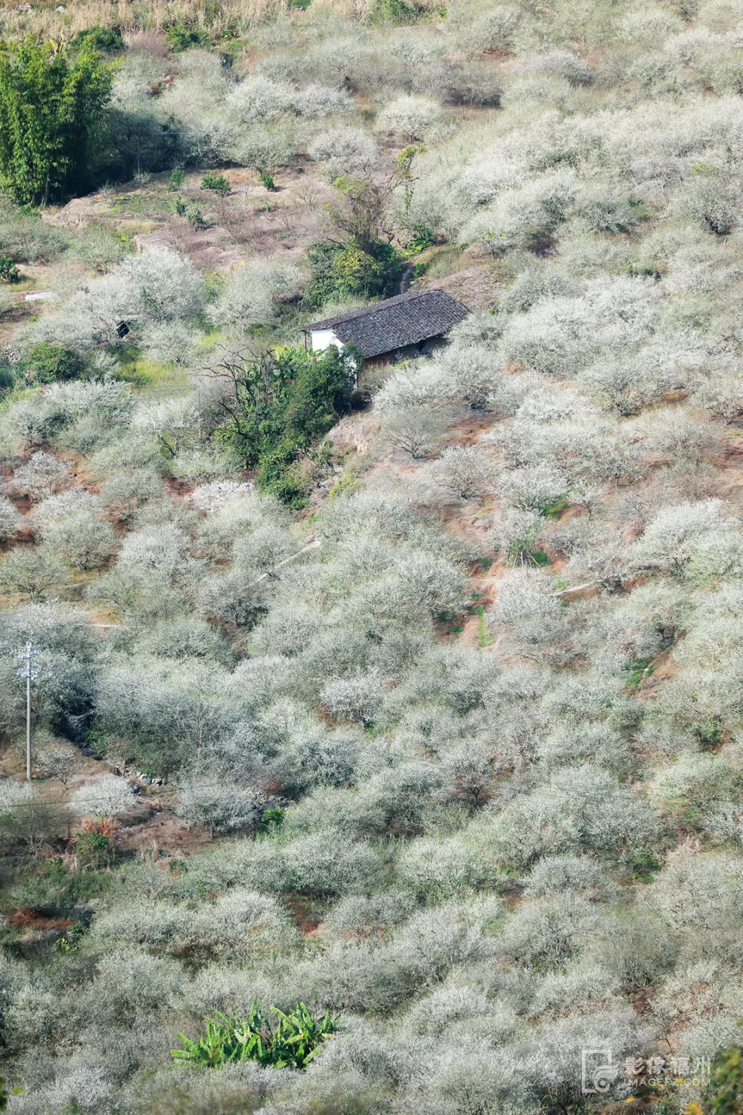 白云区永泰,什么是永泰葱饼